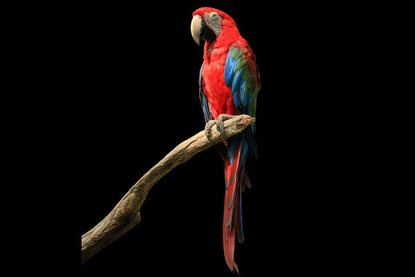 Red-and-green Macaw (Ara chloropterus) in the wild