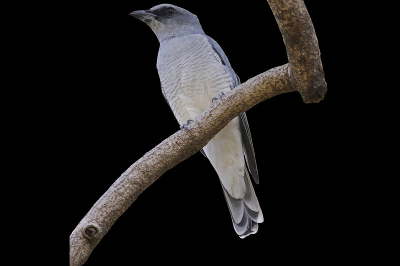Indian Cuckooshrike (Coracina macei)