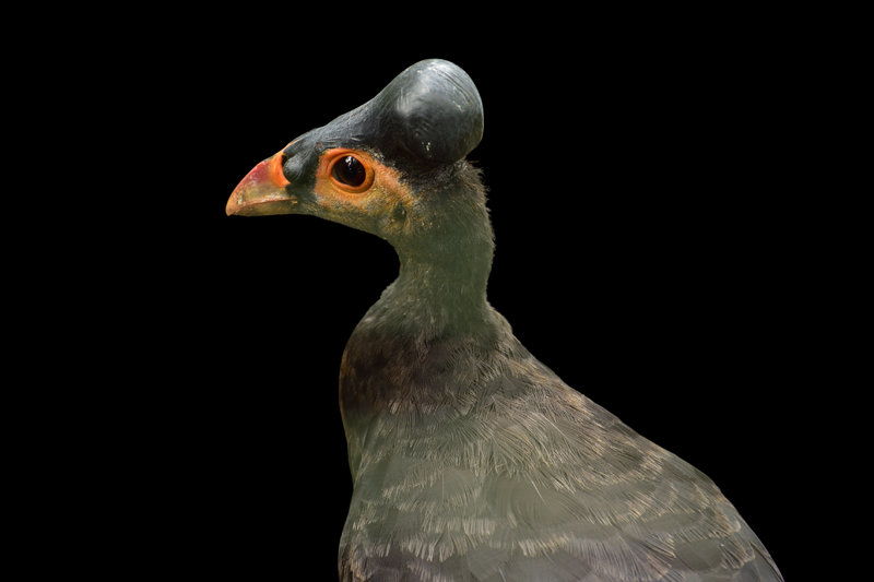 Maleo (Macrocephalon maleo) — Sulawesi, Indonesia