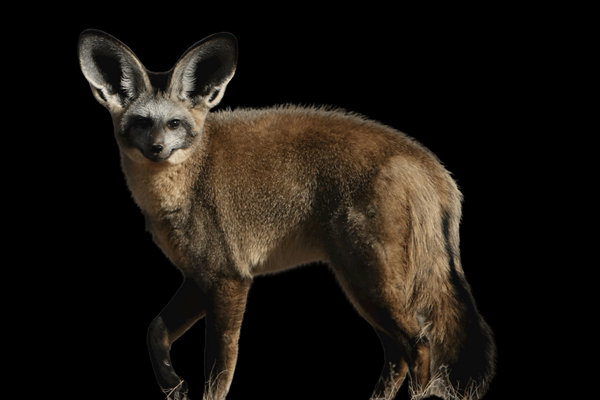 Bat-eared Fox (Otocyon megalotis) in the wild