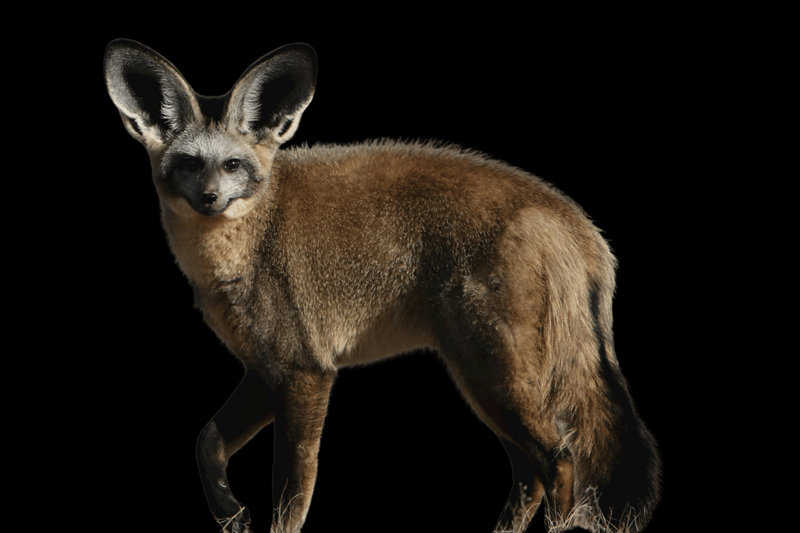 Bat-eared Fox (Otocyon megalotis)