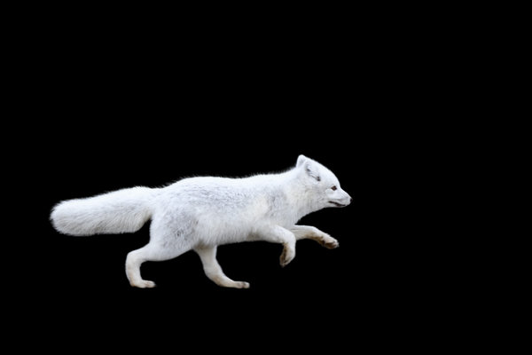 Arctic Fox (Vulpes lagopus) in the wild