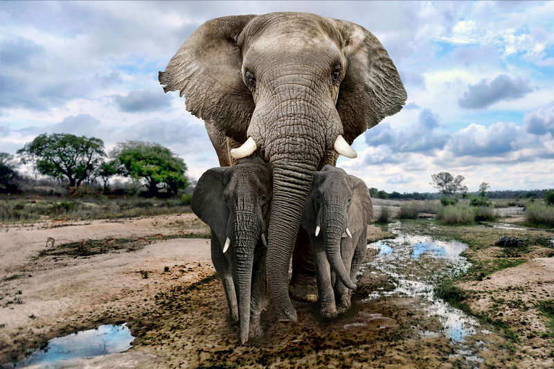 African Elephant (Loxodonta africana) — Sub-Saharan Africa, widespread but fragmented