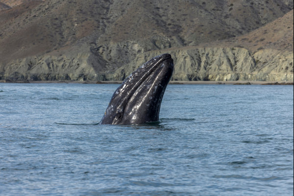 Gray Whale (Eschrichtius robustus) in the wild