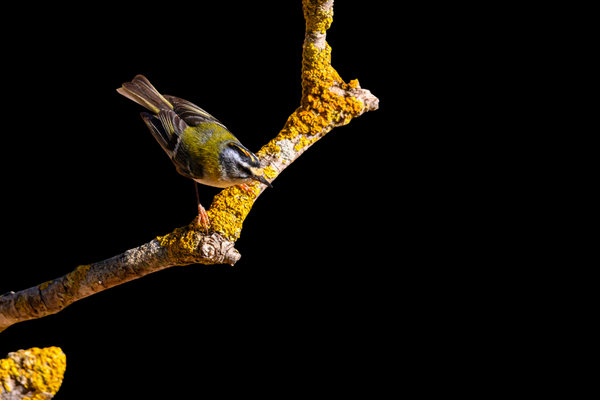 Common Firecrest (Regulus ignicapilla) in the wild