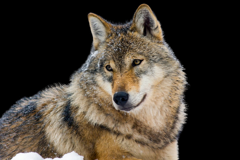 Gray Wolf (Canis lupus)
