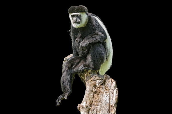 Guereza Colobus (Colobus guereza) in the wild