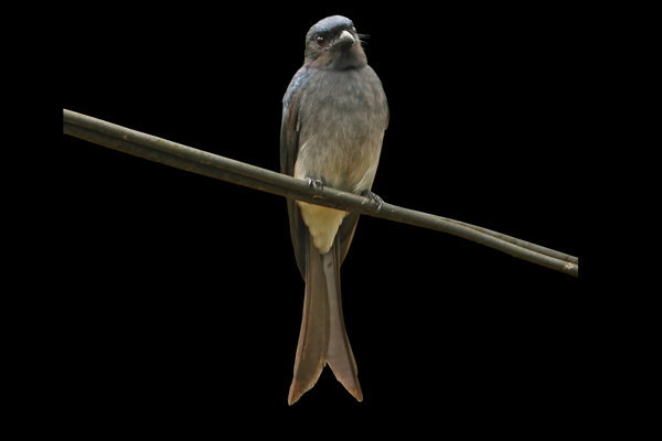 White-bellied Drongo (Dicrurus caerulescens) in the wild