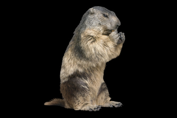Alpine Marmot (Marmota marmota)                   in the wild