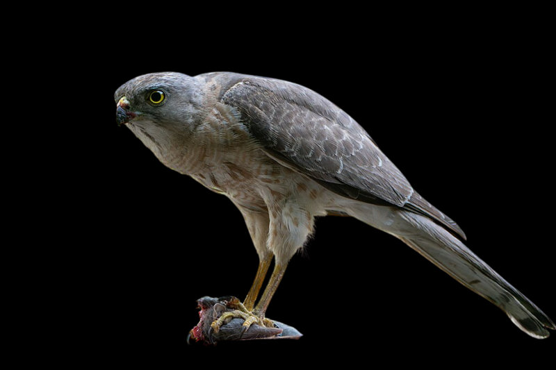 Shikra (Accipiter badius)