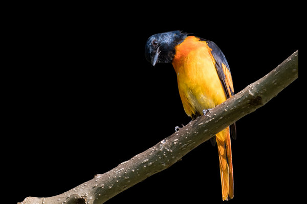 Orange Minivet (Pericrocotus flammeus) in the wild