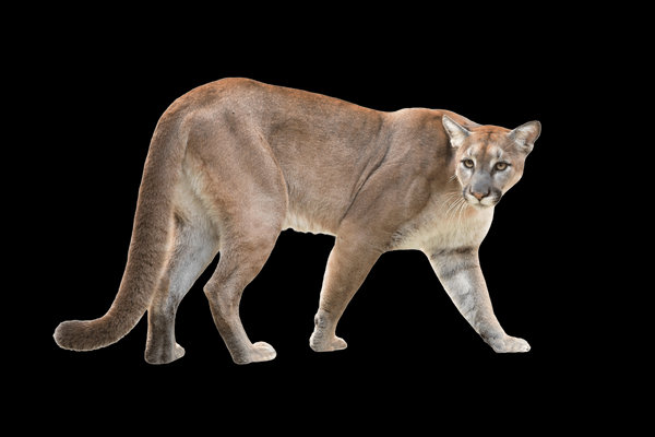 Puma (Puma concolor) in the wild