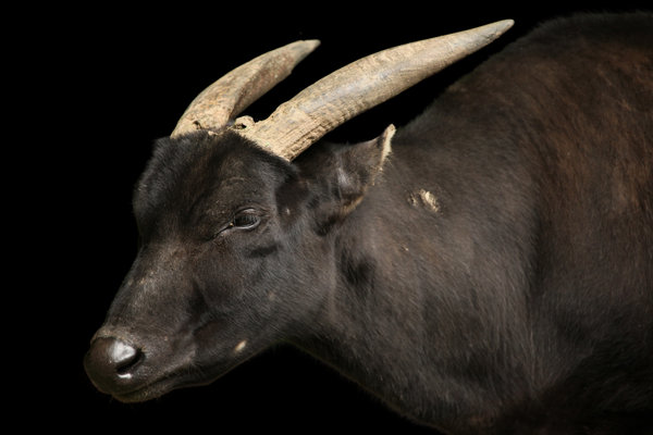 Anoa (Bubalus depressicornis) in the wild