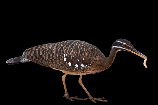 Sunbittern (Eurypyga helias) in the wild