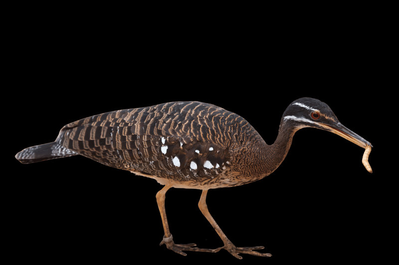Sunbittern (Eurypyga helias)