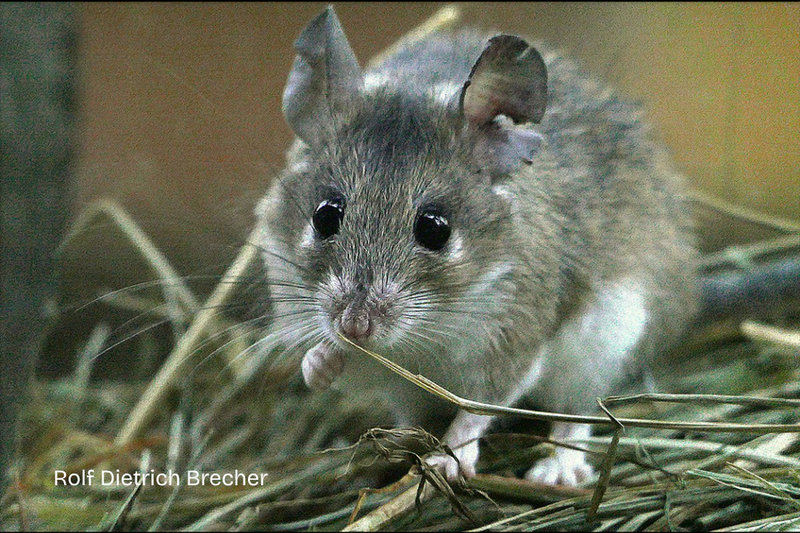Spiny Mouse (Acomys minous)                       — Crete                                                 