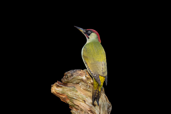 Green Woodpecker (Picus viridis) in the wild