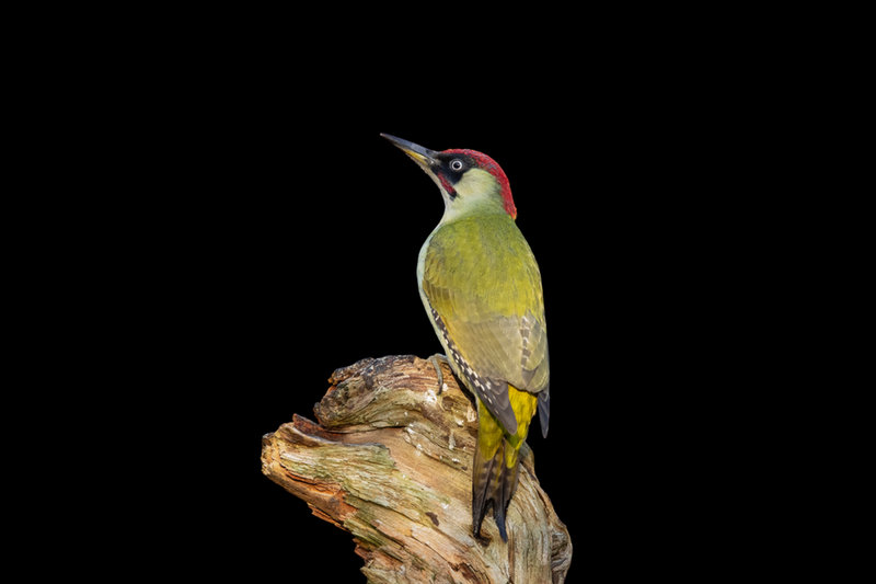 Green Woodpecker (Picus viridis)
