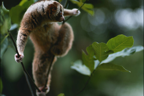 Javan Slow Loris (Nycticebus javanicus) in the wild