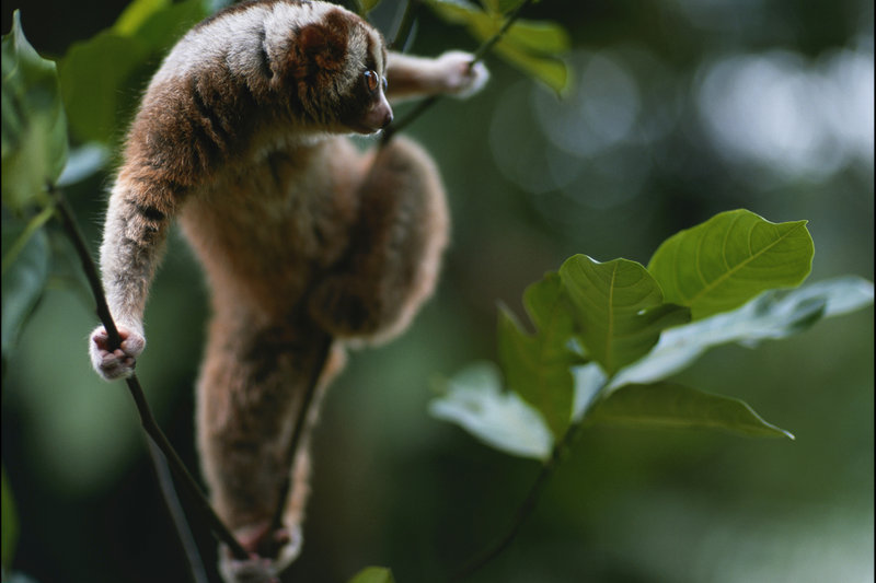 Javan Slow Loris (Nycticebus javanicus) — Java, Indonesia