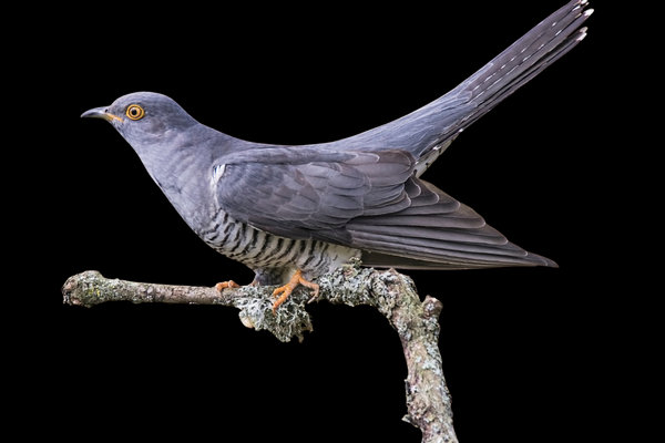 Gray-bellied Cuckoo (Cacomantis passerinus) in the wild