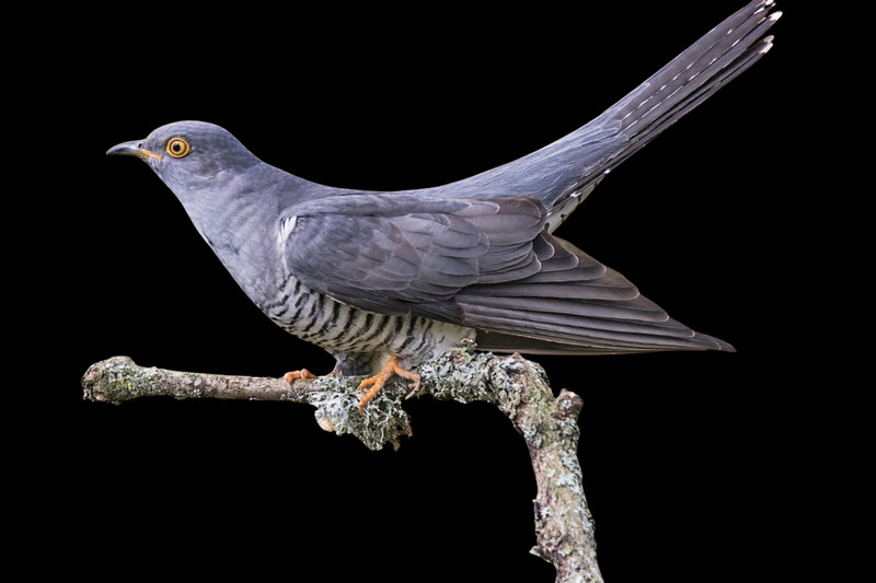 Gray-bellied Cuckoo (Cacomantis passerinus)