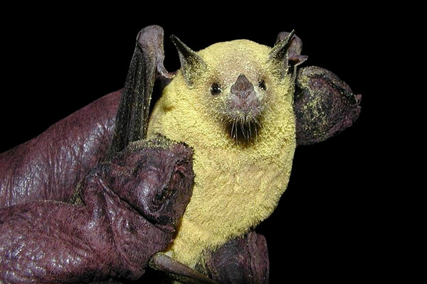 Lesser Long-nosed Bat (Leptonycteris yerbabuenae) in the wild