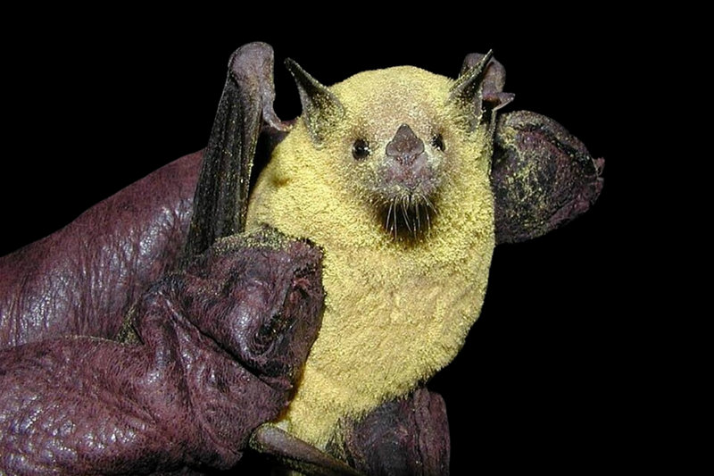 Lesser Long-nosed Bat (Leptonycteris yerbabuenae) — Migrates from central Mexico through the Sonoran Desert to southern Arizona and New Mexico; follows the blooming progression of agave and cactus