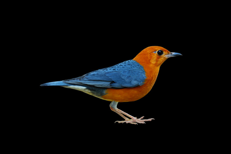 Orange-headed Thrush (Geokichla citrina)