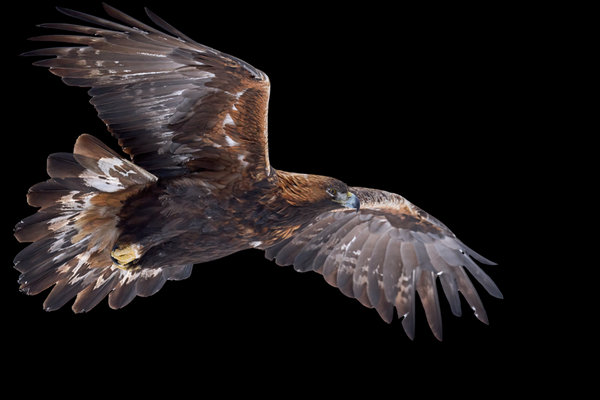 Golden Eagle (Aquila chrysaetos) in the wild