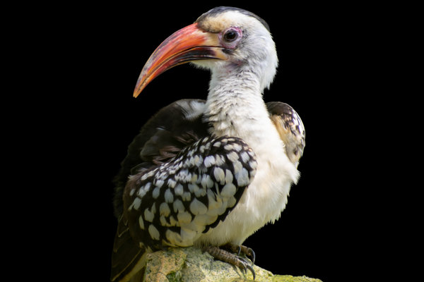 Hornbill (Bycanistes spp. / Tockus spp.) in the wild