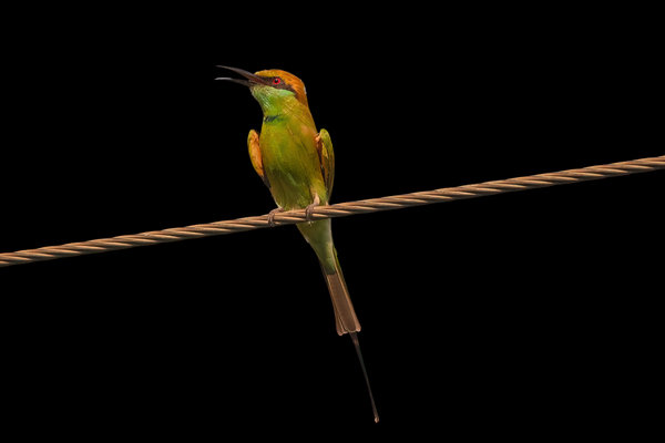 Asian Green Bee-eater (Merops orientalis) in the wild