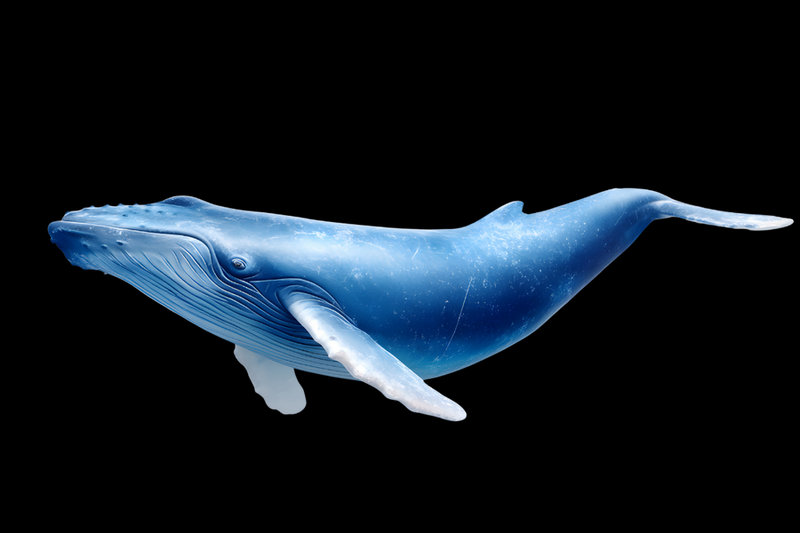 Blue Whale (Balaenoptera musculus)