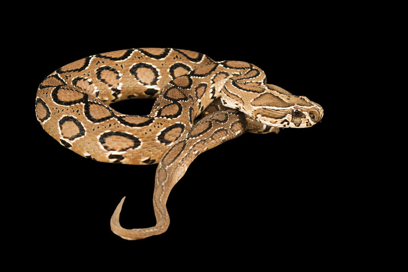 Russell's Viper (Daboia russelii) — Widespread across India