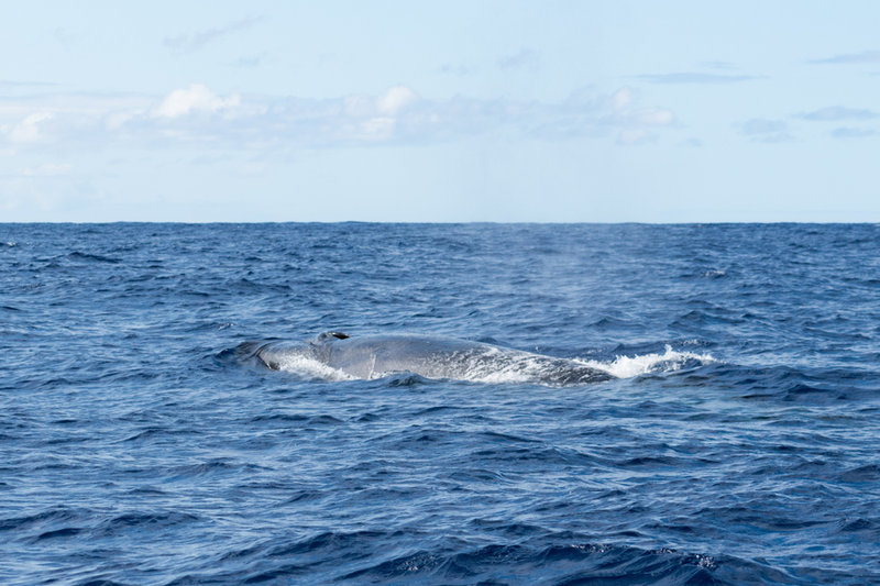 Sei Whale (Balaenoptera borealis)