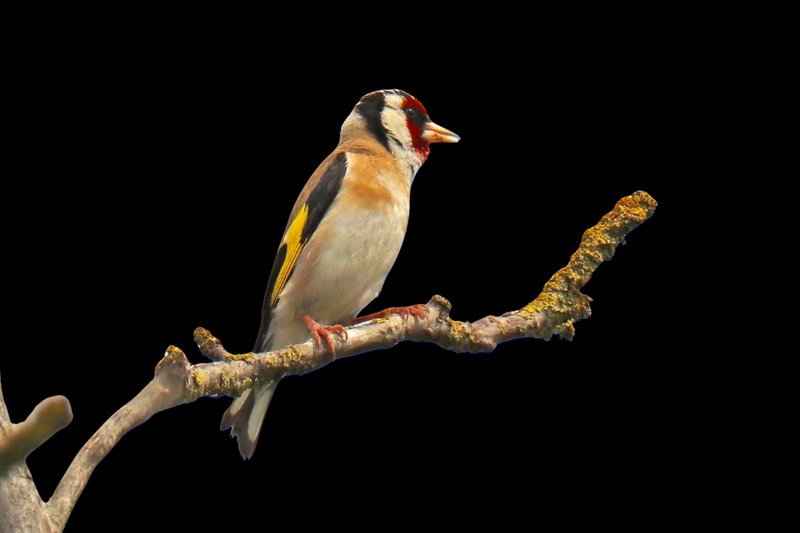 European Goldfinch (Carduelis carduelis)