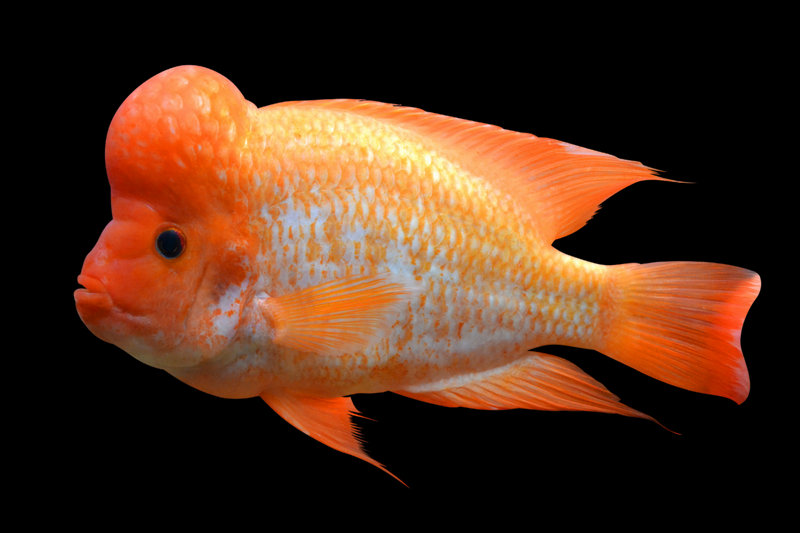 Cichlids (Various spp., e.g., Haplochromis) — East African Great Lakes