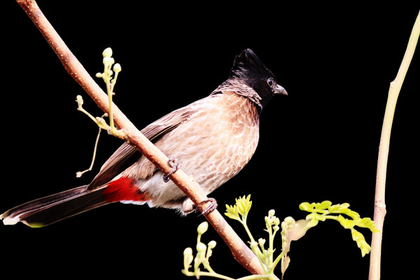Red-vented Bulbul (Pycnonotus cafer) in the wild