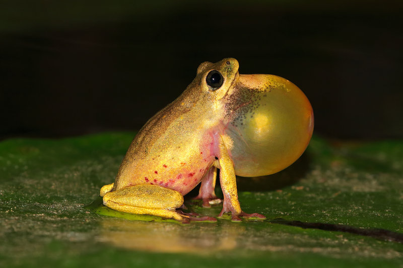 Reed Frog (Hyperolius spp.) — Sub-Saharan Africa