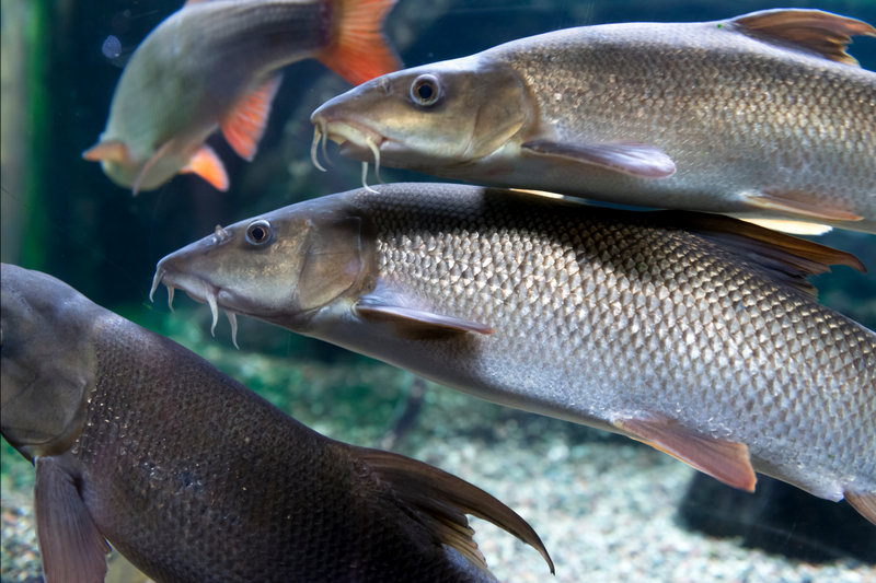 Barbel (Barbus spp.) — Sub-Saharan Africa