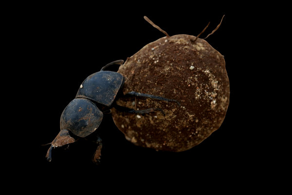 Dung Beetle (Scarabaeus spp.) in the wild