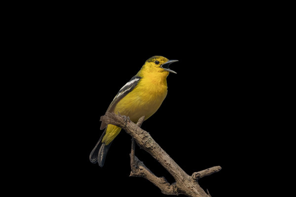 Common Iora (Aegithina tiphia) in the wild