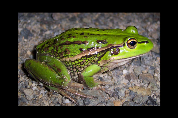 Growling Grass Frog (Litoria raniformis) in the wild
