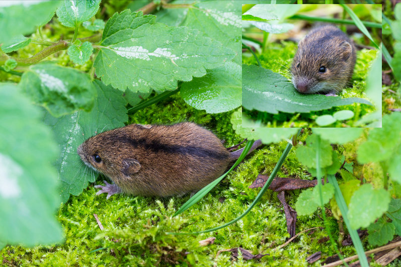 Northern Birch Mouse (Sicista betulina)