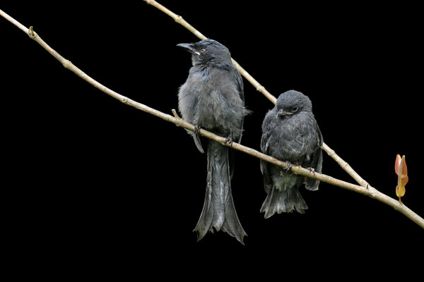 Ashy Drongo (Dicrurus leucophaeus) in the wild