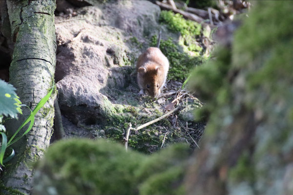 Alpine Pine Vole (Pitymys multiplex) in the wild
