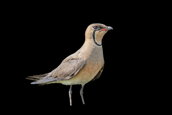 Oriental Pratincole (Glareola maldivarum) in the wild