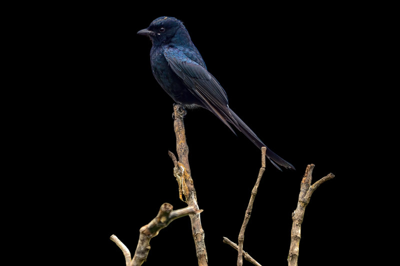 Black Drongo (Dicrurus macrocercus)