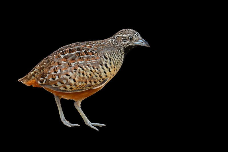 Barred Buttonquail (Turnix suscitator) — Indian subcontinent southeast Asia