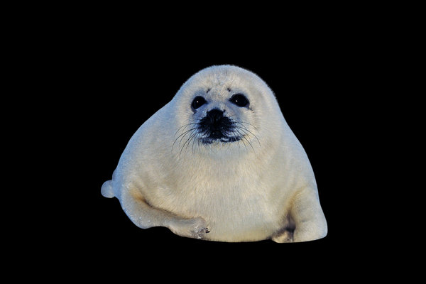 Harp Seal (Pagophilus groenlandicus)              in the wild